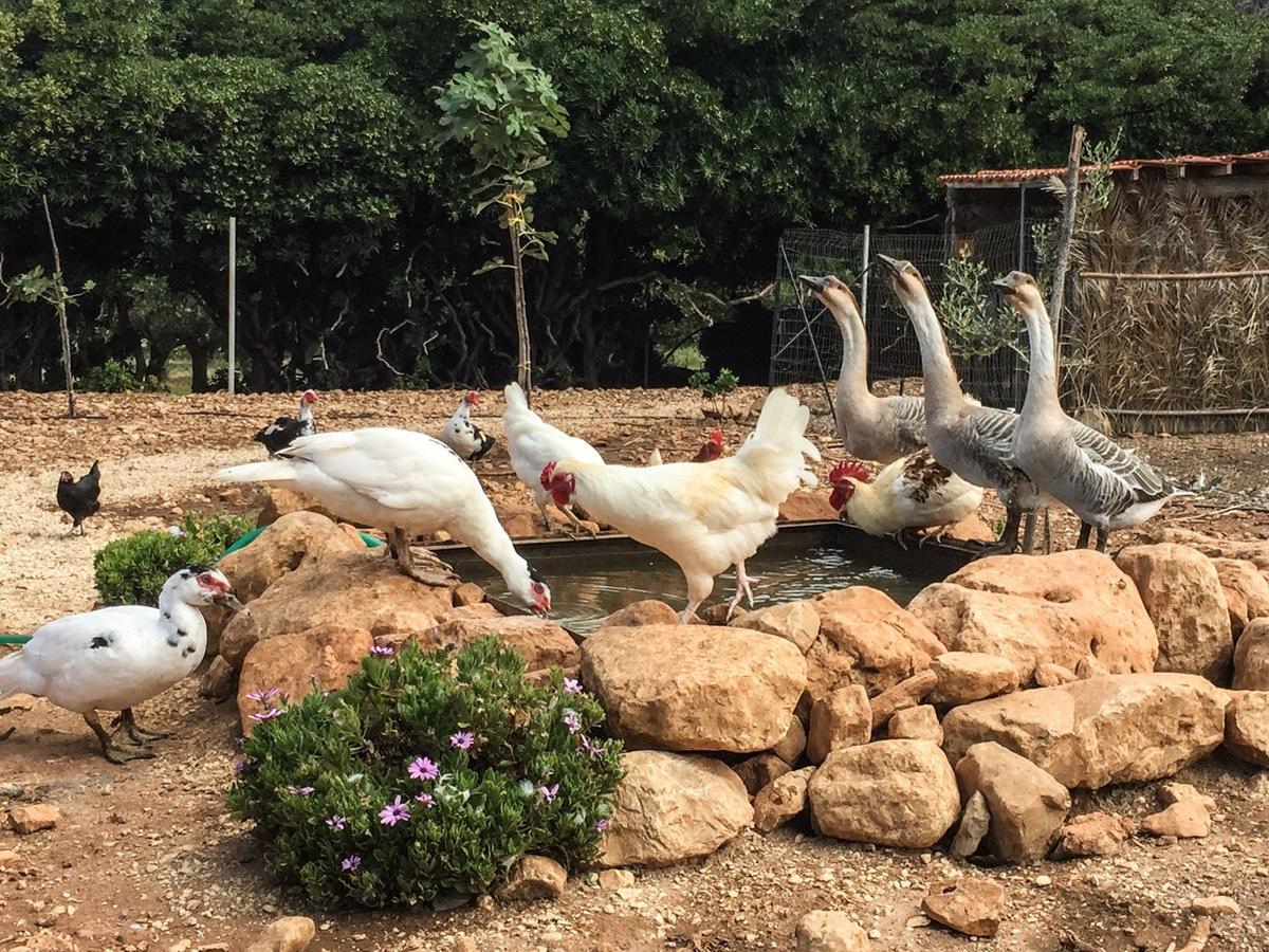 Azienda Agrituristica Tenuta Pizzolungo Ериче Екстериор снимка